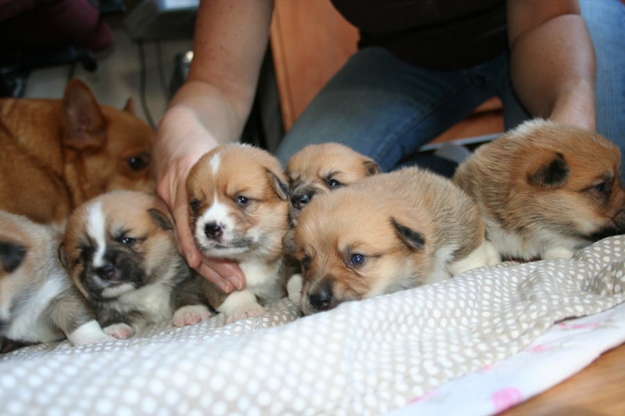 Puppies